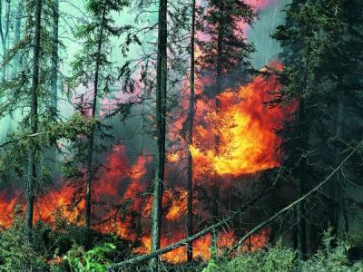 Информация о пожароопасной обстановке в лесах Югры