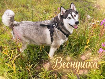 Нижневартовск присоединился к зоозащитной акции «Веснушка» Нижневартовск присоединился к зоозащитной акции «Веснушка»