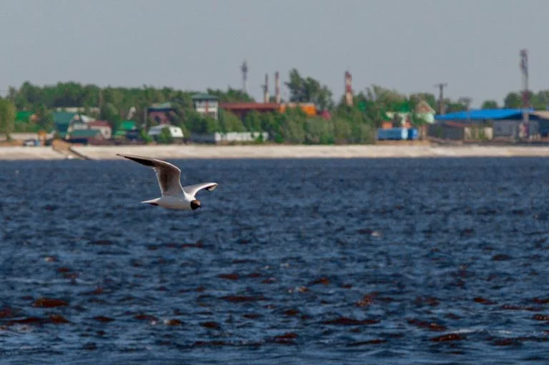 Уровень воды в реке Обь
