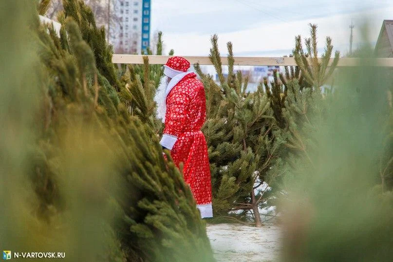 В Нижневартовске откроются елочные базары