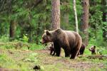 Встреча с медведем: что необходимо знать? 