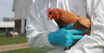 О мерах по предупреждению гриппа птиц