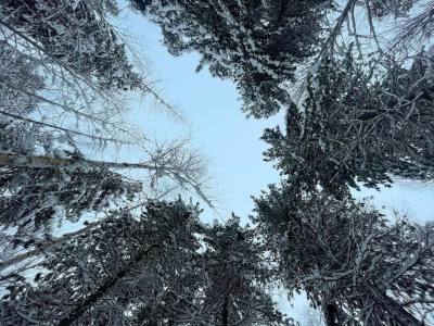 О заготовке древесины и сборе валежника